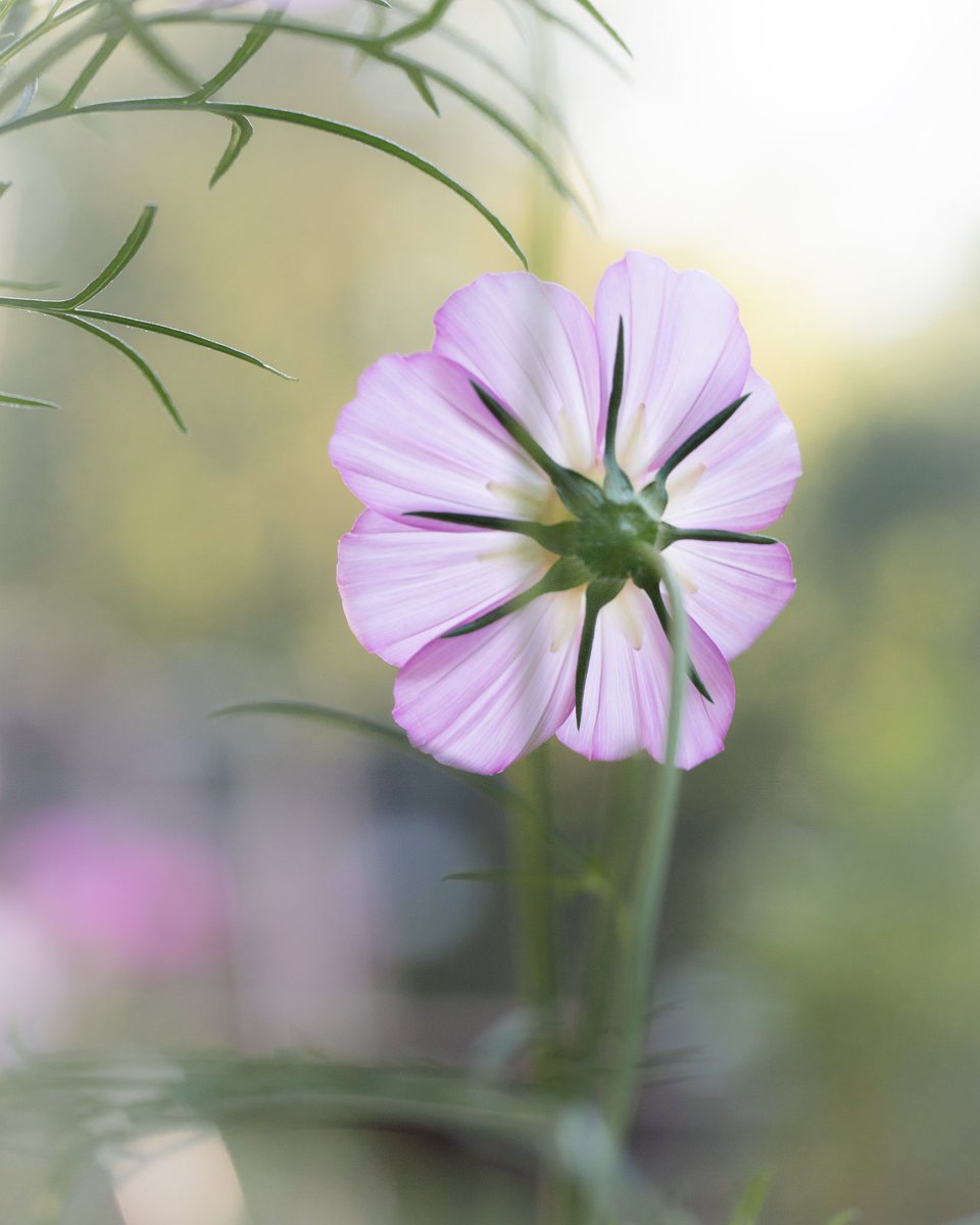 debloois_jason's tweet photo. Think happy thoughts.
Or else.
#flowerphotography #cosmo #cosmo #love #cosmolove https://t.co/By12QQEjo6