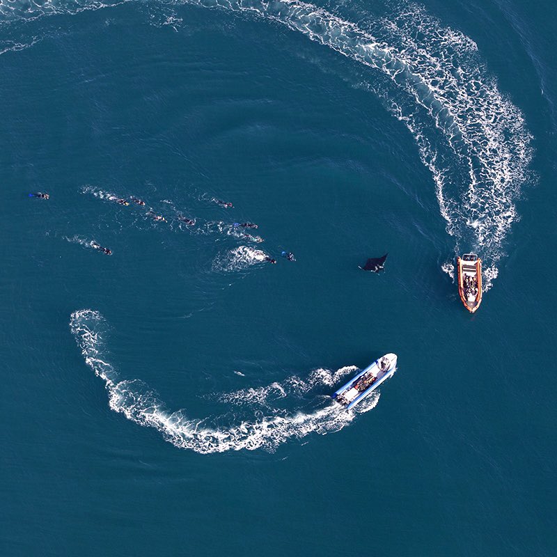 QueenofMantas's tweet photo. The theme of #worldmantaday is #tourism Interacting with mantas is life changing but there is a time, place and way to do it. We need to admit that we can cause them distress. Learn more about best interaction protocols, support responsible operators &amp; always put animals first! https://t.co/S72dPtVAPc