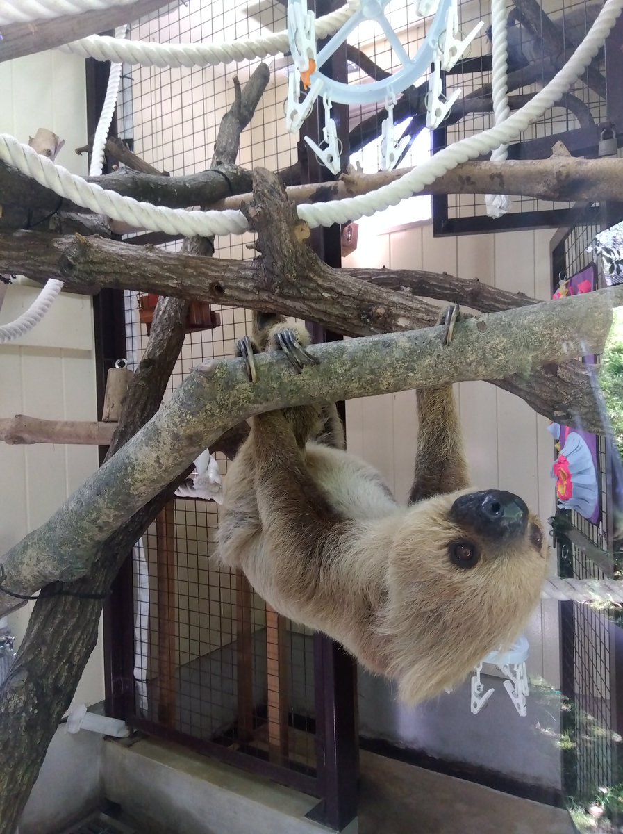 mathiro101466's tweet photo. お顔がとても可愛いです
#ナマケモノ #フタユビナマケモノ #大牟田市動物園 https://t.co/HdG6T7gxal