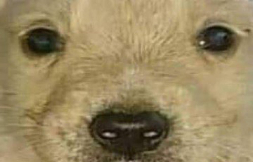 MutaFuka's tweet photo. hola tuve pesadillas me consientes absolutamente todo el día y me dices q todo va a estar bien? https://t.co/aCboOtw80q