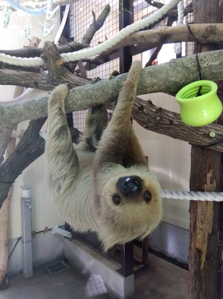 mathiro101466's tweet photo. お顔がとても可愛いです
#ナマケモノ #フタユビナマケモノ #大牟田市動物園 https://t.co/HdG6T7gxal