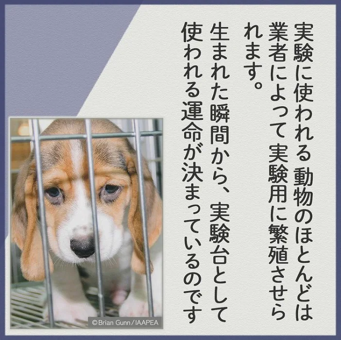 apshanada111's tweet photo. 生きているわけですから麻酔を使っても冷める時には激痛と苦しみを伴います。
キューンキューンと痛がっていたそうです。
でも次の日にはまた開腹手術

地獄です。
終わったら虫の息のままゴミ箱行きです。

『一頭の犬に手術を5日連続で行う実習』
⇒ https://t.co/5gNkV8a0PD 
@ameba_officialより https://t.co/HAnYVlO8Wb