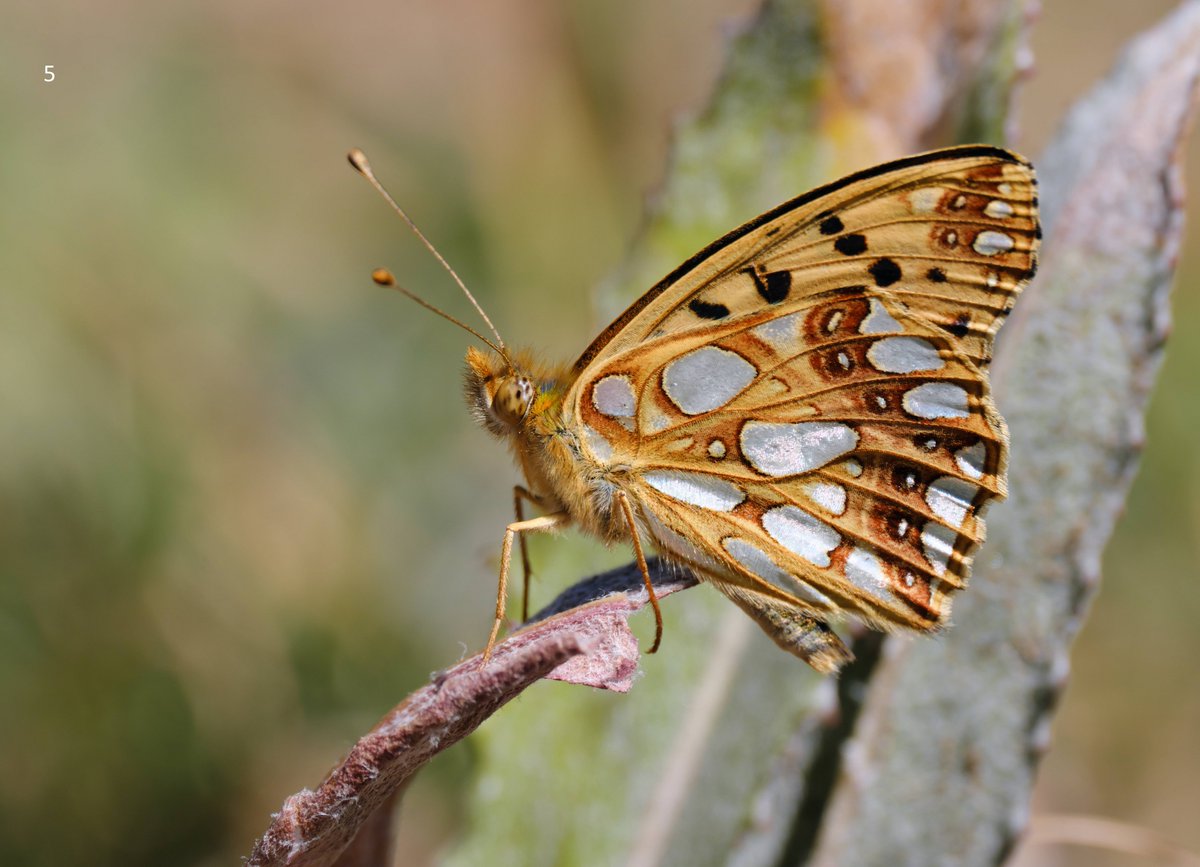 mawoodley's tweet photo. Cont'd – Identification request
Thank you
@europebutterfly @Greenwings #butterflyidentification https://t.co/AwfnIo9QJe