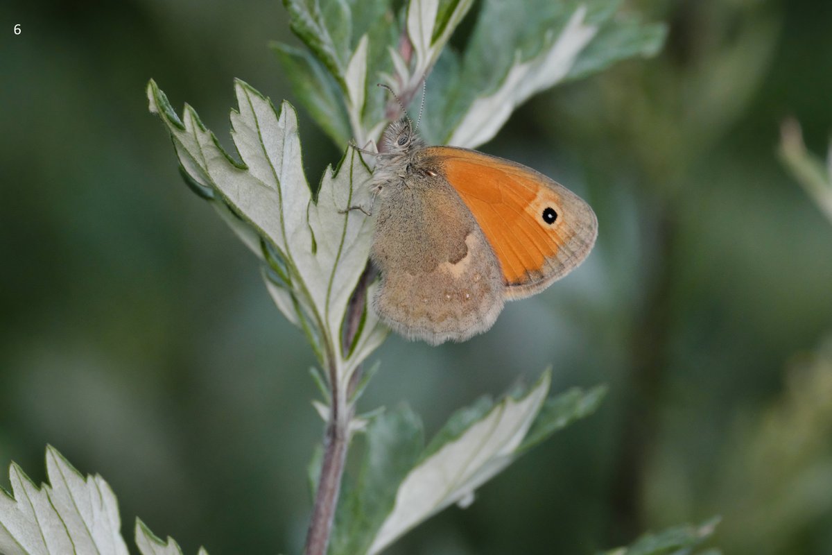 mawoodley's tweet photo. Cont'd – Identification request
Thank you
@europebutterfly @Greenwings #butterflyidentification https://t.co/AwfnIo9QJe