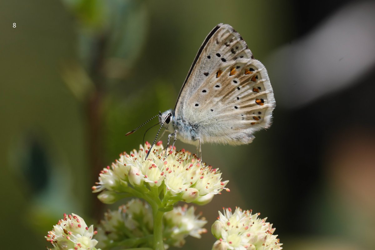 mawoodley's tweet photo. Cont'd – Identification request
Thank you
@europebutterfly @Greenwings #butterflyidentification https://t.co/AwfnIo9QJe
