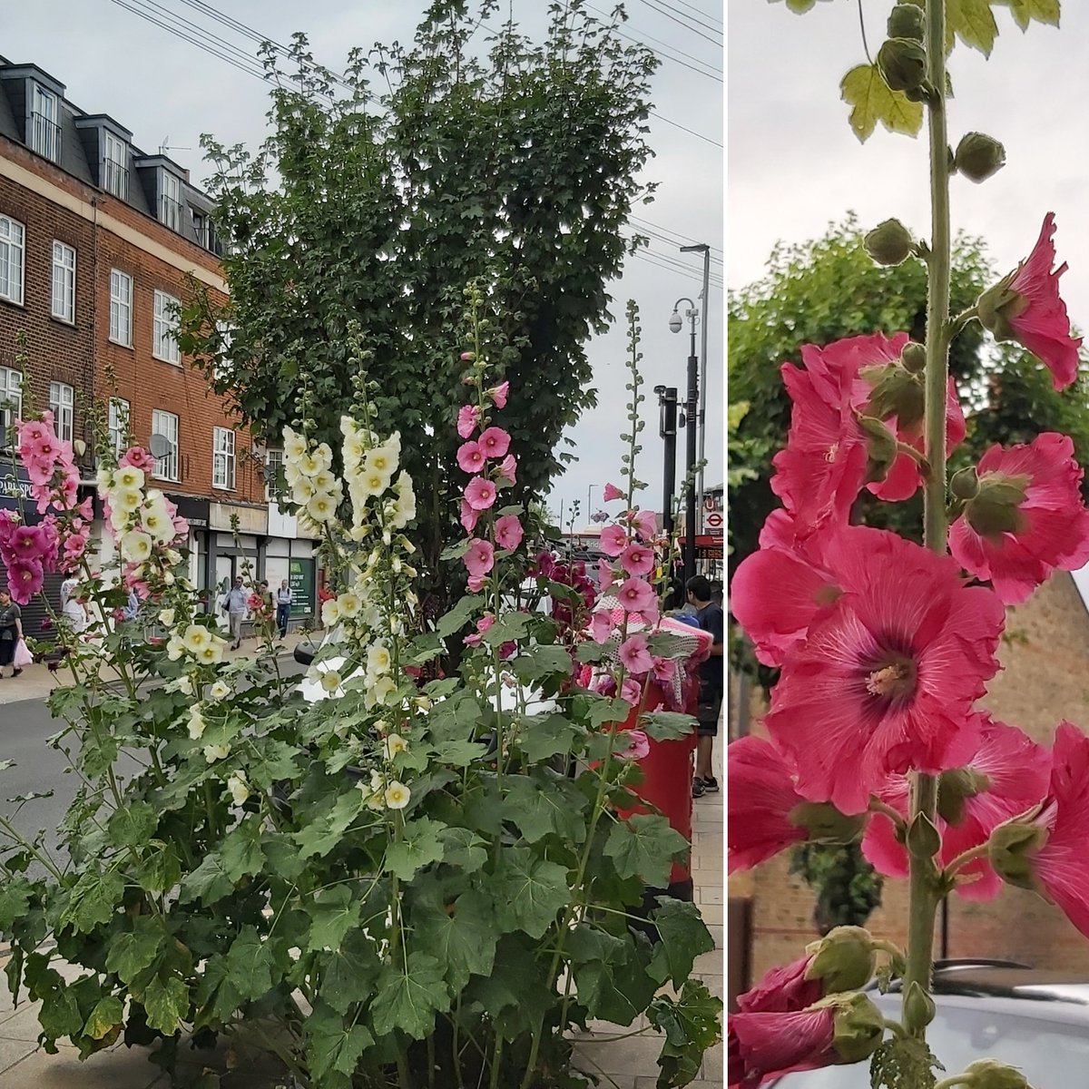 GreenTheGrid's tweet photo. This summer has been a great year for #SouthfieldsGrid tree bases so we're sharing a few of our favourites - here's a brilliant display of hollyhocks near the tube station (late June / July) #SW18 #urbangardening https://t.co/UZLxdBIF1u