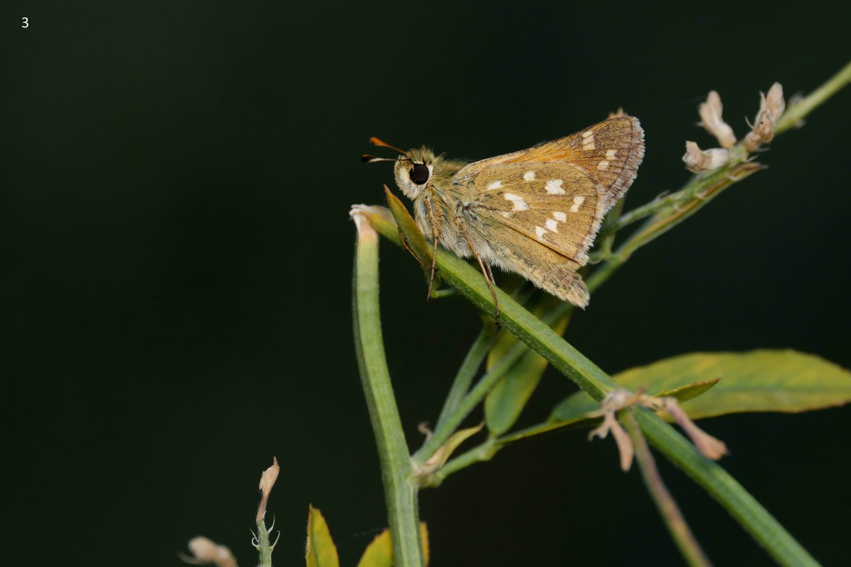 mawoodley's tweet photo. Would anyone be able to assist in identifying these butterflies seen in Italy (Aosta region) on a family holiday. Some of these look familiar, but I don’t want to guess as I am unaccustomed with European species. 
Thank you
@europebutterfly @Greenwings #butterflyidentification https://t.co/ZUtQKLNn0E