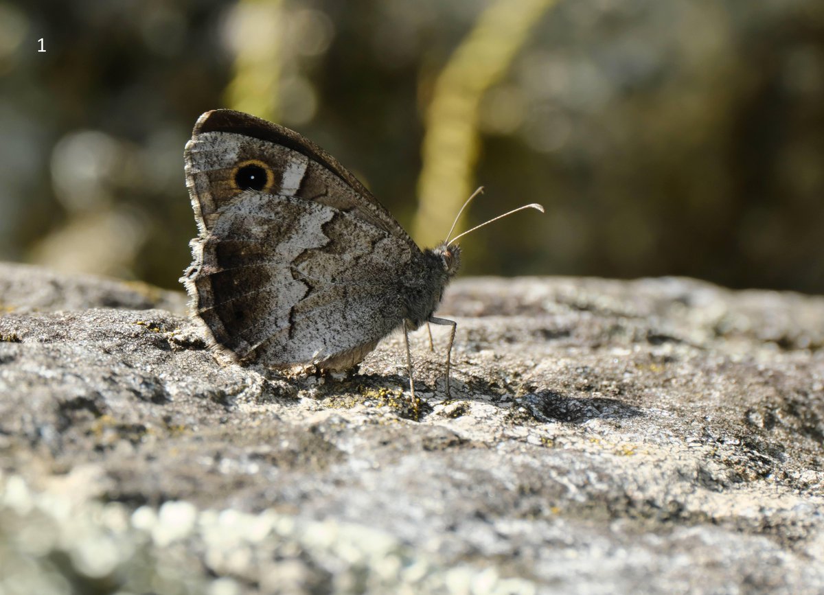 mawoodley's tweet photo. Would anyone be able to assist in identifying these butterflies seen in Italy (Aosta region) on a family holiday. Some of these look familiar, but I don’t want to guess as I am unaccustomed with European species. 
Thank you
@europebutterfly @Greenwings #butterflyidentification https://t.co/ZUtQKLNn0E