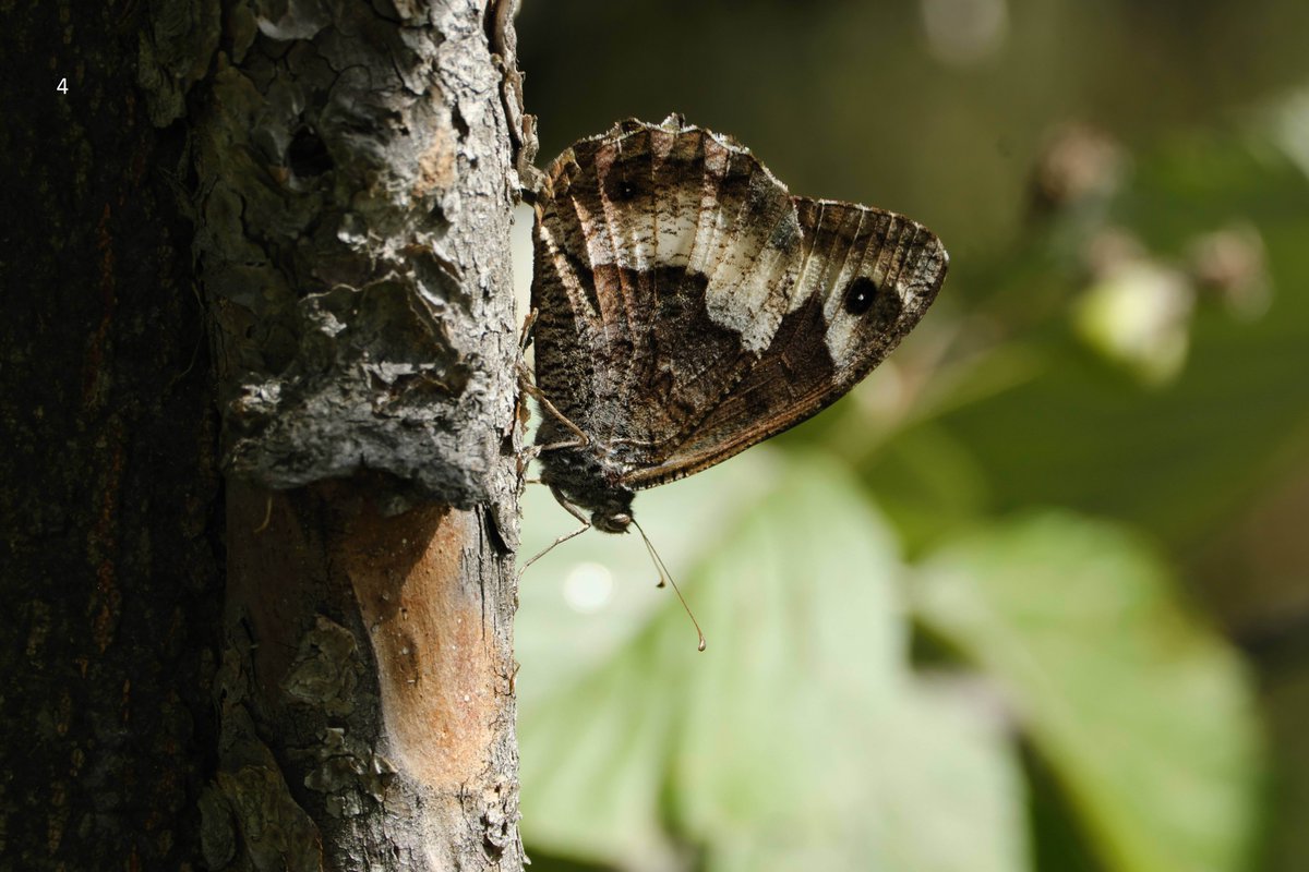 mawoodley's tweet photo. Would anyone be able to assist in identifying these butterflies seen in Italy (Aosta region) on a family holiday. Some of these look familiar, but I don’t want to guess as I am unaccustomed with European species. 
Thank you
@europebutterfly @Greenwings #butterflyidentification https://t.co/ZUtQKLNn0E
