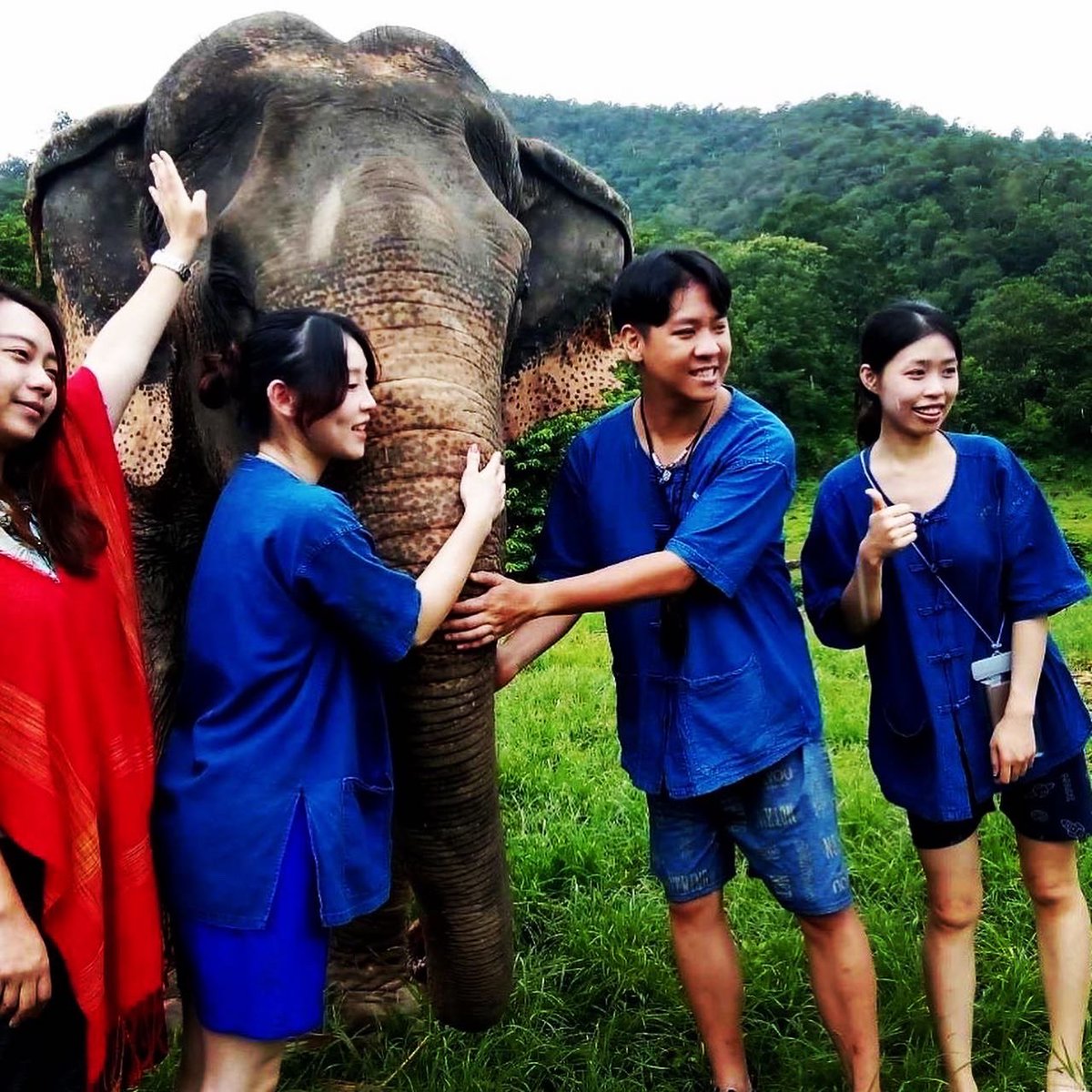 chokchai_camp's tweet photo. They are herbivores, primarily eating grass, leaves, bark, and fruits. An adult elephant can consume hundreds of pounds of vegetation in a day.

#Elephants #Wildlife #Nature #elephantthailand #chokchaielephantcamp #chiangmaithailand #Conservation https://t.co/WA47sYsduJ