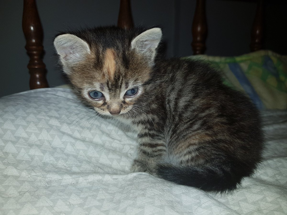 CSpnfamily's tweet photo. I just find this little one in my garden 💔

#meschats #chaton #chatonmignon #chatdamour #leschats #matou #bouledepoils #chats #catlovers #CatsOfTwitter #Caturday #catlife #instac https://t.co/H4wOqxSezq