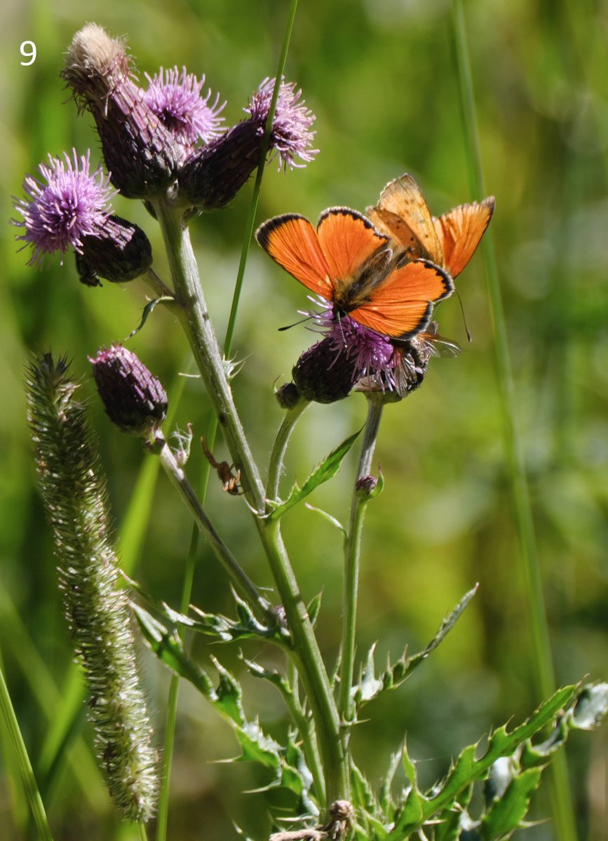 mawoodley's tweet photo. Cont'd – Identification request
Thank you
@europebutterfly @Greenwings #butterflyidentification https://t.co/3h5geZk764