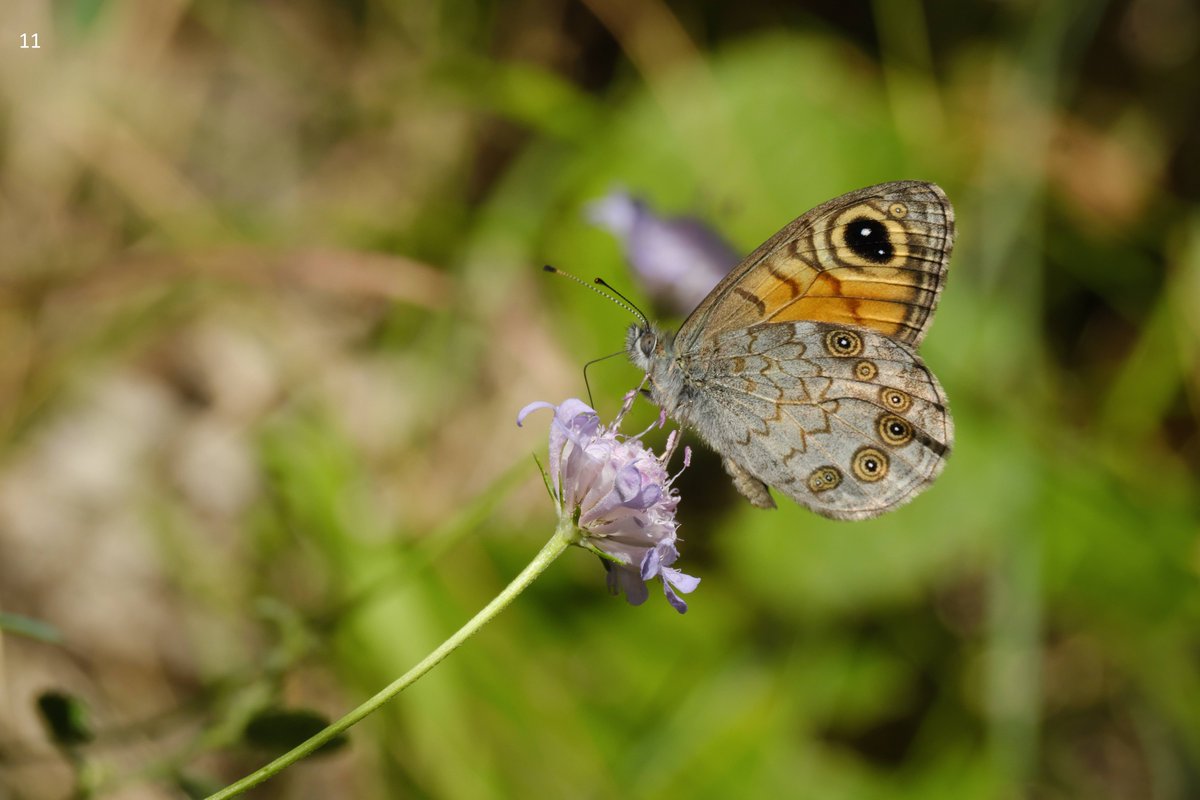 mawoodley's tweet photo. Cont'd – Identification request
Thank you
@europebutterfly @Greenwings #butterflyidentification https://t.co/3h5geZk764