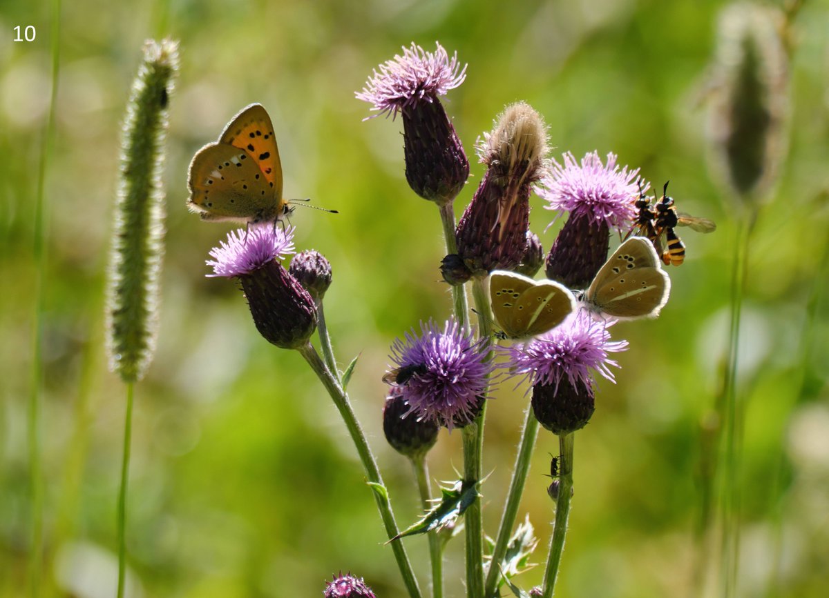 mawoodley's tweet photo. Cont'd – Identification request
Thank you
@europebutterfly @Greenwings #butterflyidentification https://t.co/3h5geZk764