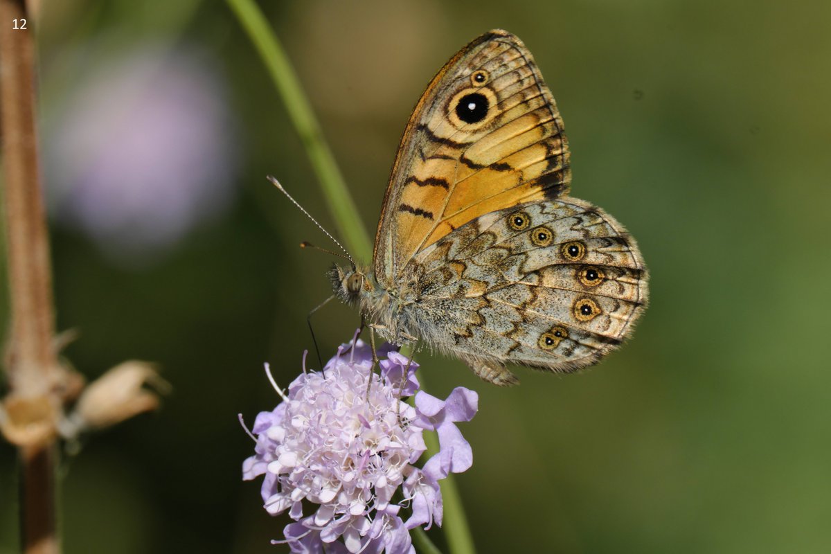 mawoodley's tweet photo. Cont'd – Identification request
Thank you
@europebutterfly @Greenwings #butterflyidentification https://t.co/3h5geZk764