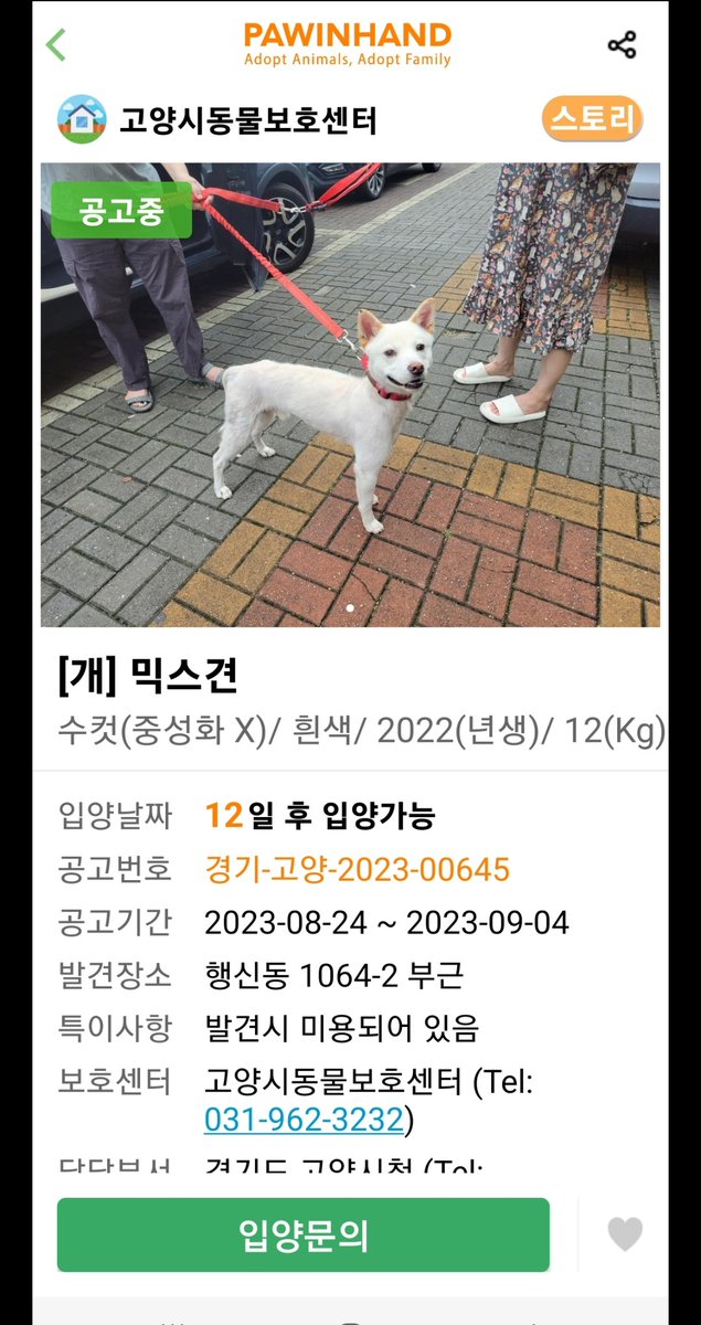 mforpaws's tweet photo. 제가 구조한 유기견 라쿠를 임보자님이 상의없이 
안락사 시행하는 시보호소로 보내버렸습니다.
 중성화및 필요한 치료를 하겠다는 약속과 쉼터 이송을 약속하고는
앞뒤가 맞지않는 도저히 이해할 수 없는 행동이었지만
본인이 제일 속상하다며 (?)계속 지켜볼거라고 말씀을 하셨습니다. (타래로) https://t.co/IBR0sauyCf