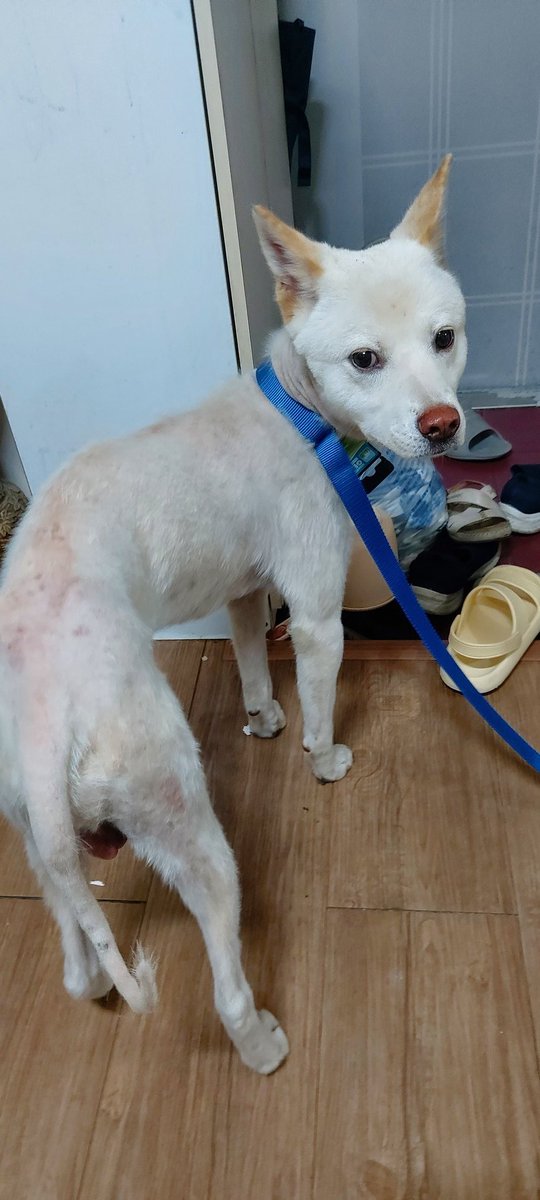 mforpaws's tweet photo. 제가 구조한 유기견 라쿠를 임보자님이 상의없이 
안락사 시행하는 시보호소로 보내버렸습니다.
 중성화및 필요한 치료를 하겠다는 약속과 쉼터 이송을 약속하고는
앞뒤가 맞지않는 도저히 이해할 수 없는 행동이었지만
본인이 제일 속상하다며 (?)계속 지켜볼거라고 말씀을 하셨습니다. (타래로) https://t.co/IBR0sauyCf