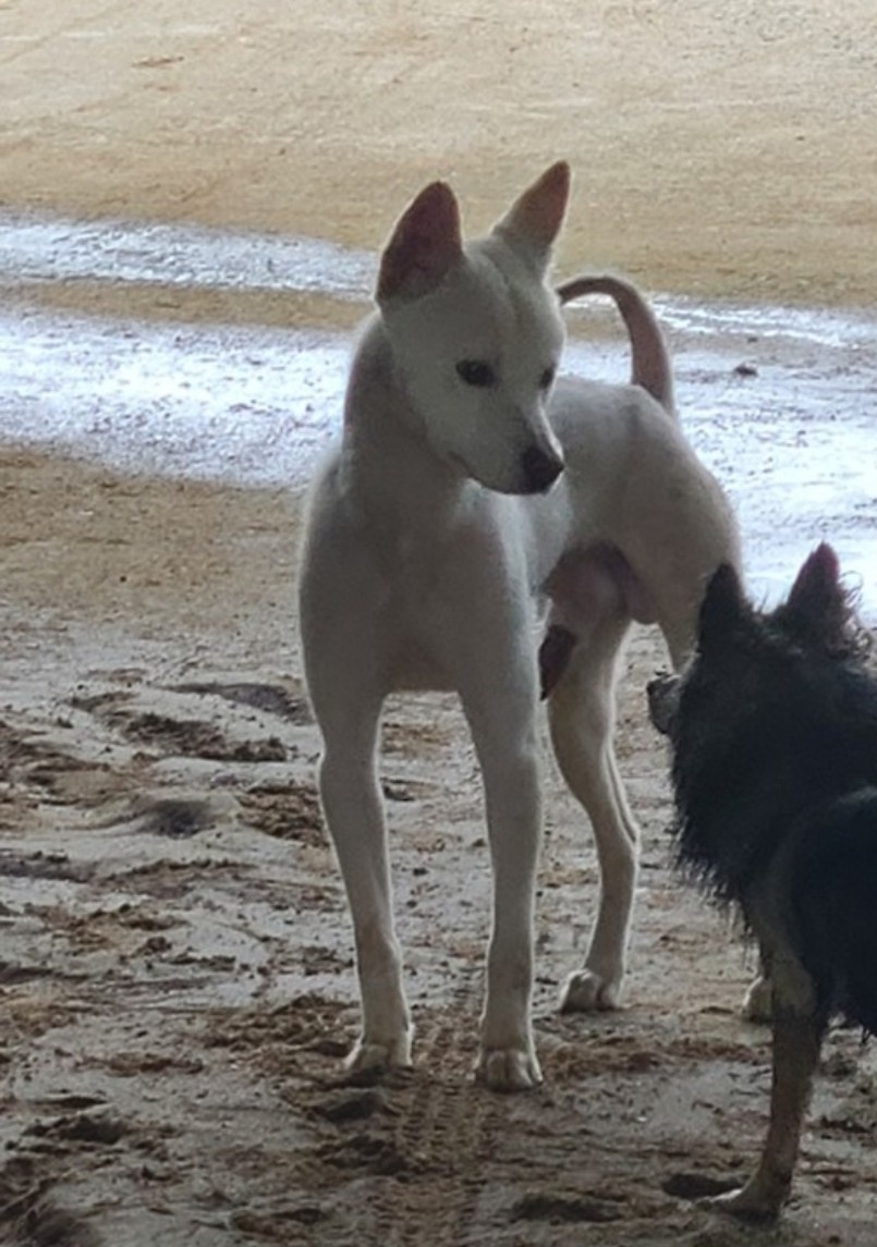 mforpaws's tweet photo. 제가 구조한 유기견 라쿠를 임보자님이 상의없이 
안락사 시행하는 시보호소로 보내버렸습니다.
 중성화및 필요한 치료를 하겠다는 약속과 쉼터 이송을 약속하고는
앞뒤가 맞지않는 도저히 이해할 수 없는 행동이었지만
본인이 제일 속상하다며 (?)계속 지켜볼거라고 말씀을 하셨습니다. (타래로) https://t.co/IBR0sauyCf