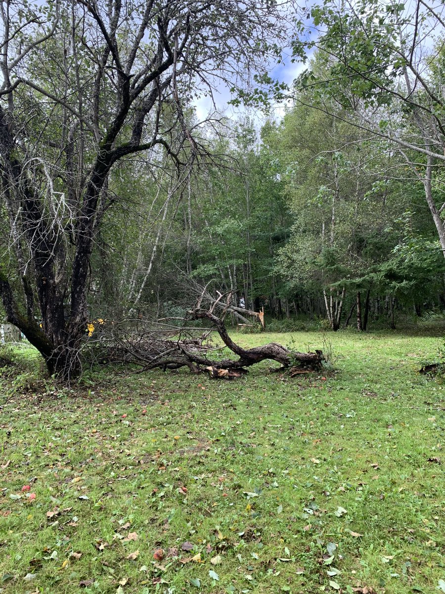 And just like that an old orchard is a meadow #NBLee