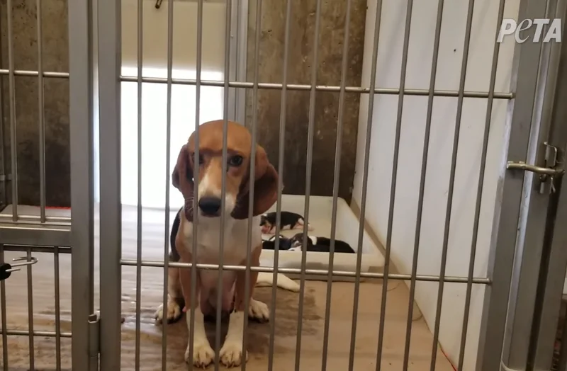 生きているわけですから麻酔を使っても冷める時には激痛と苦しみを伴います。
キューンキューンと痛がっていたそうです。
でも次の日にはまた開腹手術

地獄です。
終わったら虫の息のままゴミ箱行きです。

『一頭の犬に手術を5日連続で行う実習』
⇒ ameblo.jp/chiro-tsugu/en… 
<a href="/ameba_official/">Ameba Topics</a>より