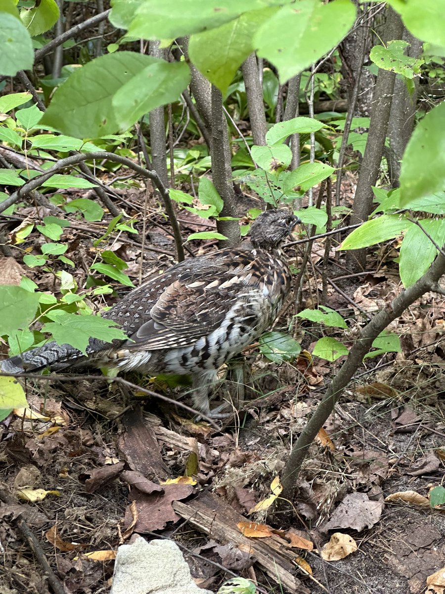 Ruffed Grouse at site 333 on Sept 16