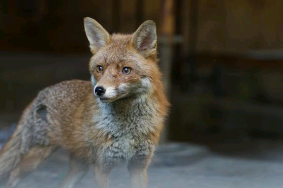 🎉🚨Tune in tonight for the first episode of #ScotlandTheNewWild on <a href="/BBCScotland/">BBC Scotland</a> and <a href="/BBCiPlayer/">BBC iPlayer</a> 9pm 🎊 read more about the series here : buff.ly/3LsS8Vr