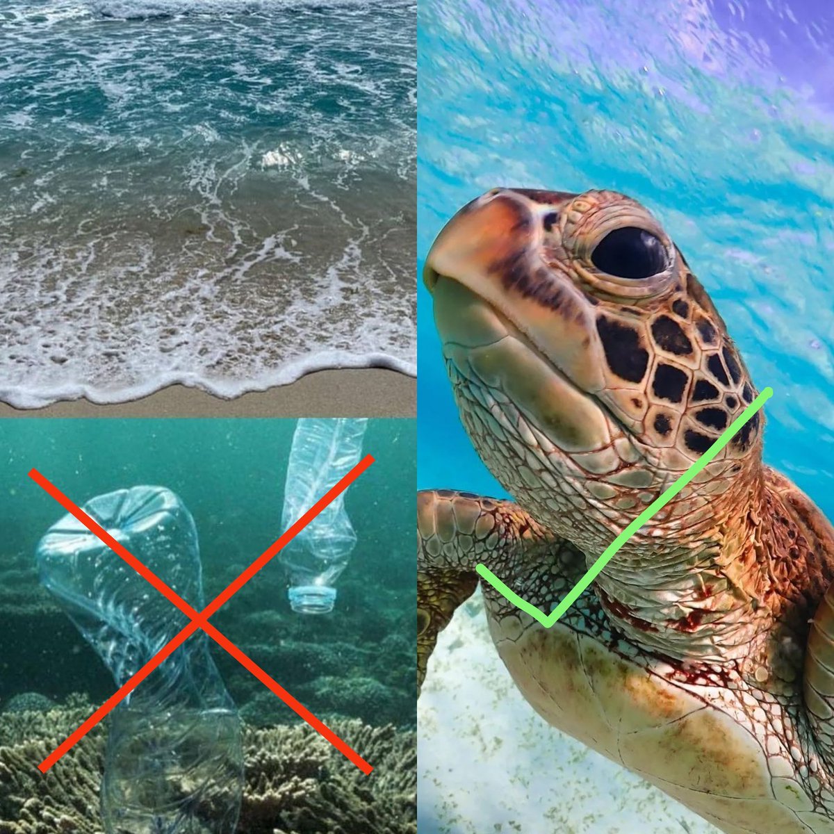 seaturtle241's tweet photo. Please do not throw plastic bottles and other rubbish into the sea. It destroys the habitat of turtles. Let's be aware ourselves and help others to be aware https://t.co/Jzyz2hAhqv