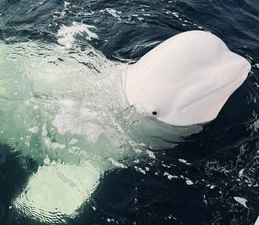 onewhaleorg's tweet photo. 👋 Hello, Beautiful! 🐋🌟 We want to thank all of you for supporting Hvaldimir and our mission. 🍂 Exciting updates are on the horizon, so stay tuned! Your love makes a difference in his life. 💙 #OneWhale #Hvaldimir #Conservation https://t.co/LlZmT3GkMT
