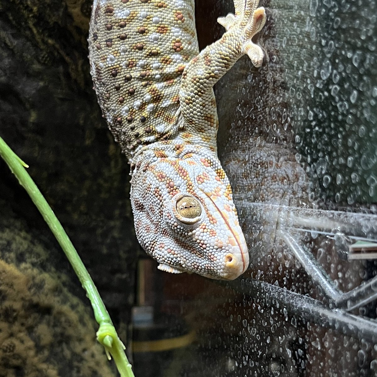 🦎  :これ以上近づくなよお前😠
主　:申し訳ありません(ｽﾝｯ)

#リーブストッケイ