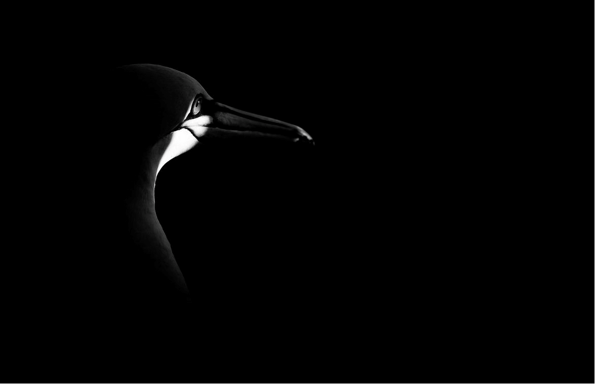 Northern Gannot, out of the darkness

📷 by @kevmorgans

#VanguardPhotoUK #birdphotography #birdwatching