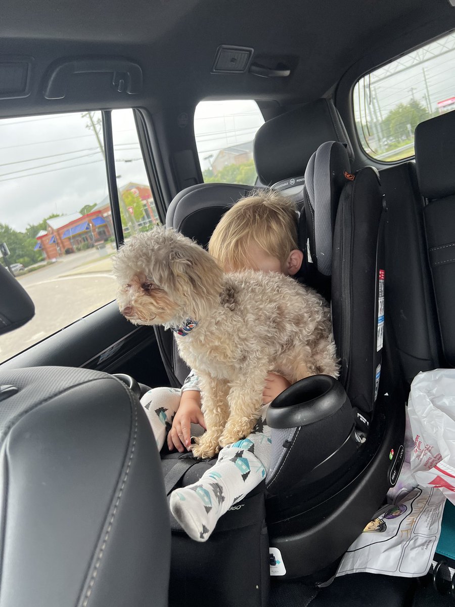 AdamGOD_WIN's tweet photo. #BooRadley 🐶 | ♥️ even if he did “chuck” him to the floorboard after the pic. https://t.co/Eqi5oWTyPz