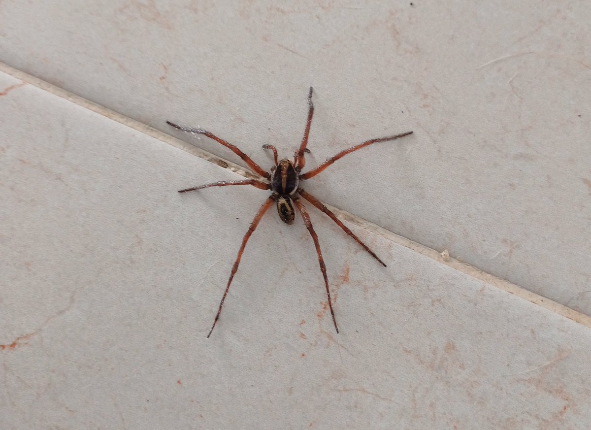 alemrivero's tweet photo. @Arachno_Cosas Buen día! Esta araña es venenosa? Ya van dos veces en esta semana que las veo adentro de mi casa😖 Vivo en Mérida, Yucatán🇲🇽 https://t.co/LiKE3urhbT