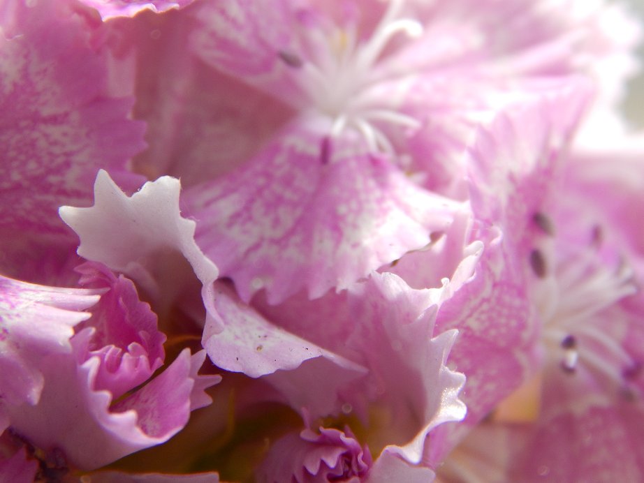 Astrandy's tweet photo. Le Bel Été 2023 - 39
#Oeillets #NatureBeauty #NaturePhotography #flowerphotography #summer #FlowersOfTwitter #FlowersAreGold #NatureBeauty #naturelovers #macrophotography #macrophile https://t.co/7jRfPAB0by