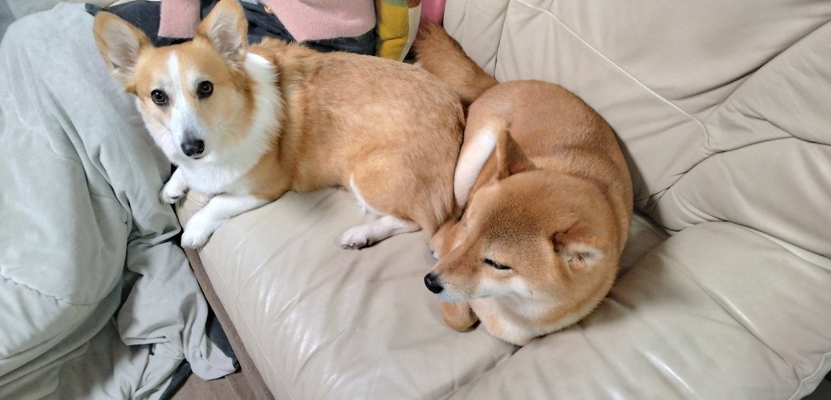 sukakeka's tweet photo. @SteveFugudis あっ、あっ…（動揺）
お返事まで頂けると思ってなかった！ありがとうございます！
うちも柴とコギ（おそろいですね♥️）なのもあってチャンネルも大好きでめっちゃ観てます！応援してます☺️☺️☺️
うちの子は2匹とも女の子ですし猫ちゃんは居ないのですが…🤭 https://t.co/TH5Kic5maF