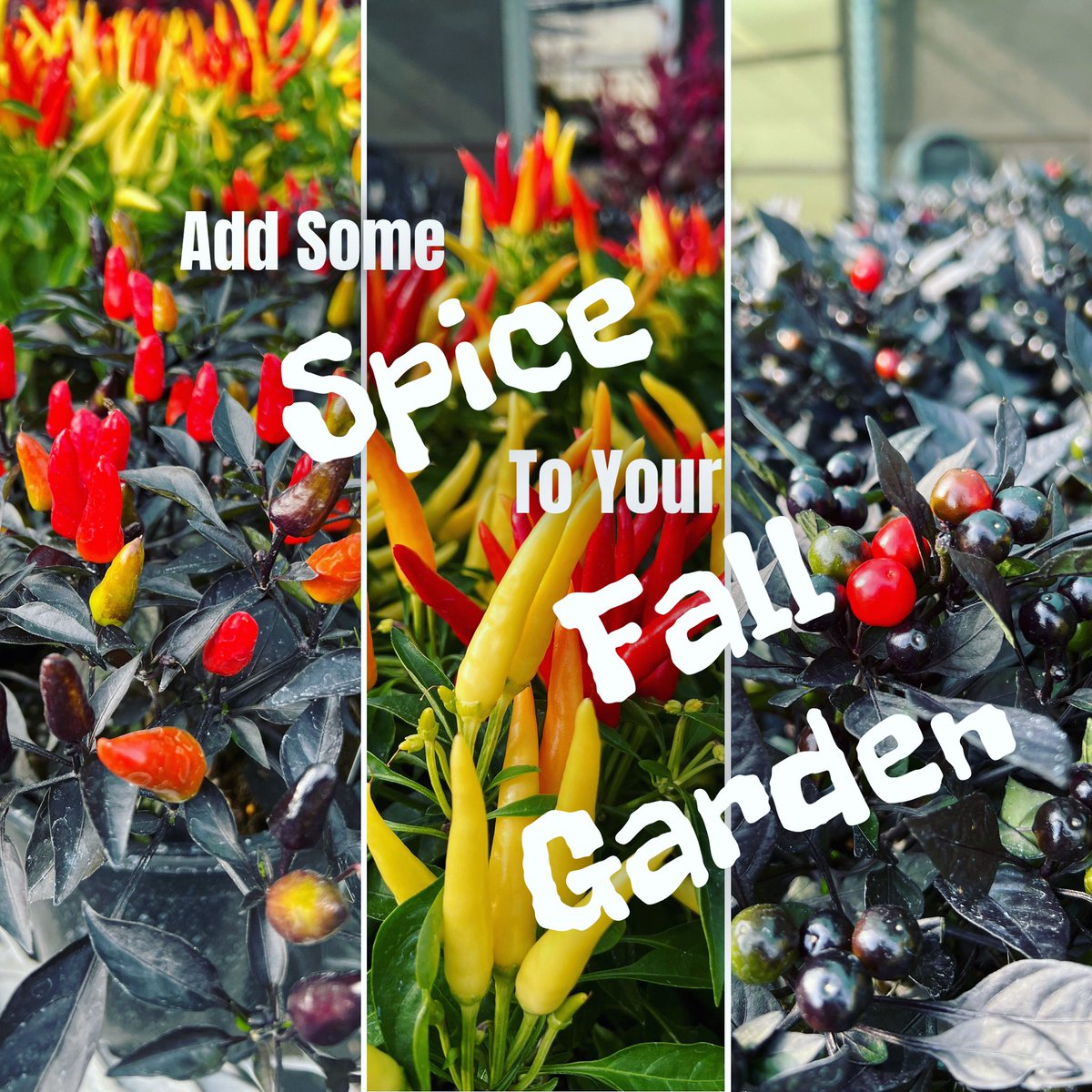 Spice up your gardens with beautiful fall annuals including our famous ornamental peppers!

Add a mum, celosia, fountain grass or ornamental kale for a perfect harvest themed planter or planter!

Shop in-person or order online for FREE local delivery (with minimum purchase)