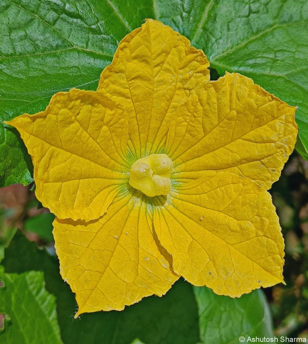 Ashutosh_05sn's tweet photo. Benincasa hispida
#Ashgourd #Wintermelon #Waxgourd #Petha
One of the few native #edible #cucurbits from India. Flower is #Dioecious (#unisexual) having different ♀ & ♂
Ripe #fruit is harvested in the late Autumn season in NorthIndia, used to prepare crystallized #candy #Petha https://t.co/m9olp9Suqg