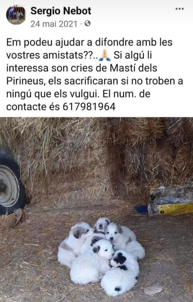Opus_Mei's tweet photo. @LozanoStudio @lopalangana Atenció que això ho van publicar al 2021... https://t.co/Eibo89CKvi