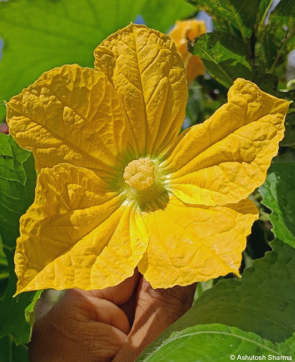 Ashutosh_05sn's tweet photo. Benincasa hispida
#Ashgourd #Wintermelon #Waxgourd #Petha
One of the few native #edible #cucurbits from India. Flower is #Dioecious (#unisexual) having different ♀ & ♂
Ripe #fruit is harvested in the late Autumn season in NorthIndia, used to prepare crystallized #candy #Petha https://t.co/m9olp9Suqg