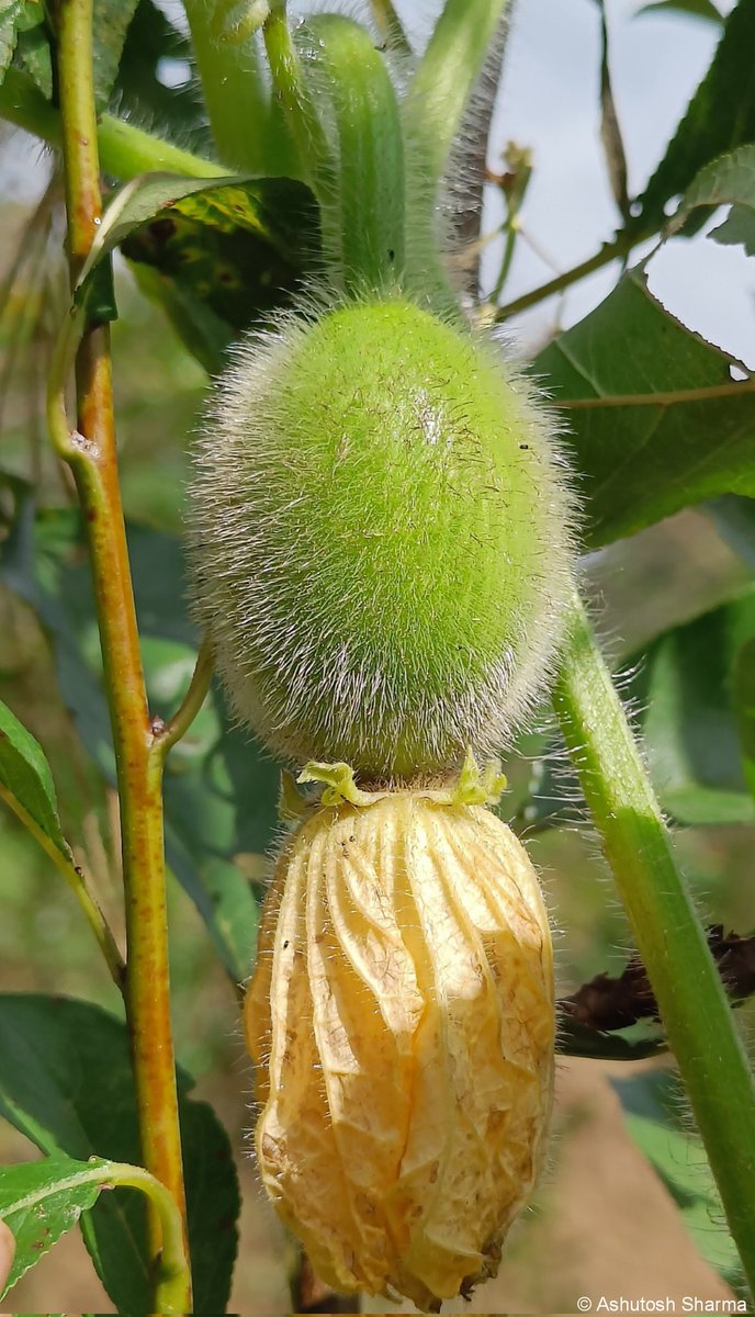 Ashutosh_05sn's tweet photo. Benincasa hispida
#Ashgourd #Wintermelon #Waxgourd #Petha
One of the few native #edible #cucurbits from India. Flower is #Dioecious (#unisexual) having different ♀ & ♂
Ripe #fruit is harvested in the late Autumn season in NorthIndia, used to prepare crystallized #candy #Petha https://t.co/m9olp9Suqg