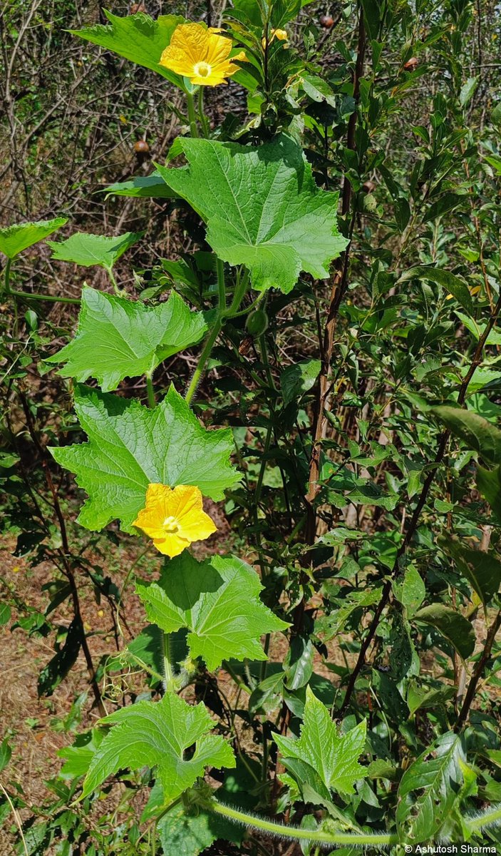 Ashutosh_05sn's tweet photo. Benincasa hispida
#Ashgourd #Wintermelon #Waxgourd #Petha
One of the few native #edible #cucurbits from India. Flower is #Dioecious (#unisexual) having different ♀ & ♂
Ripe #fruit is harvested in the late Autumn season in NorthIndia, used to prepare crystallized #candy #Petha https://t.co/m9olp9Suqg