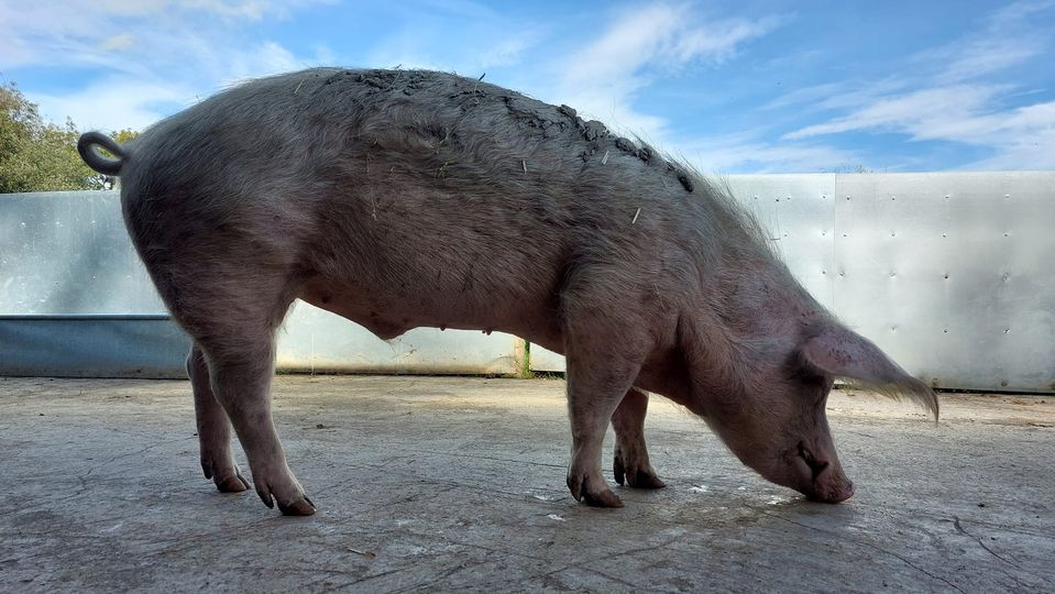 RathboneKim's tweet photo. Pigoneer Pig Of The Day Henry!
Henry was born in an illegal slaughterhouse and as a result of inbreeding & a lack of nutrition both before & after he was born his front legs are shorter than his back. Join the Pigoneers to help support him and his needs⬇️
https://t.co/HWLqwFL3Ua https://t.co/LmMplsOBUS