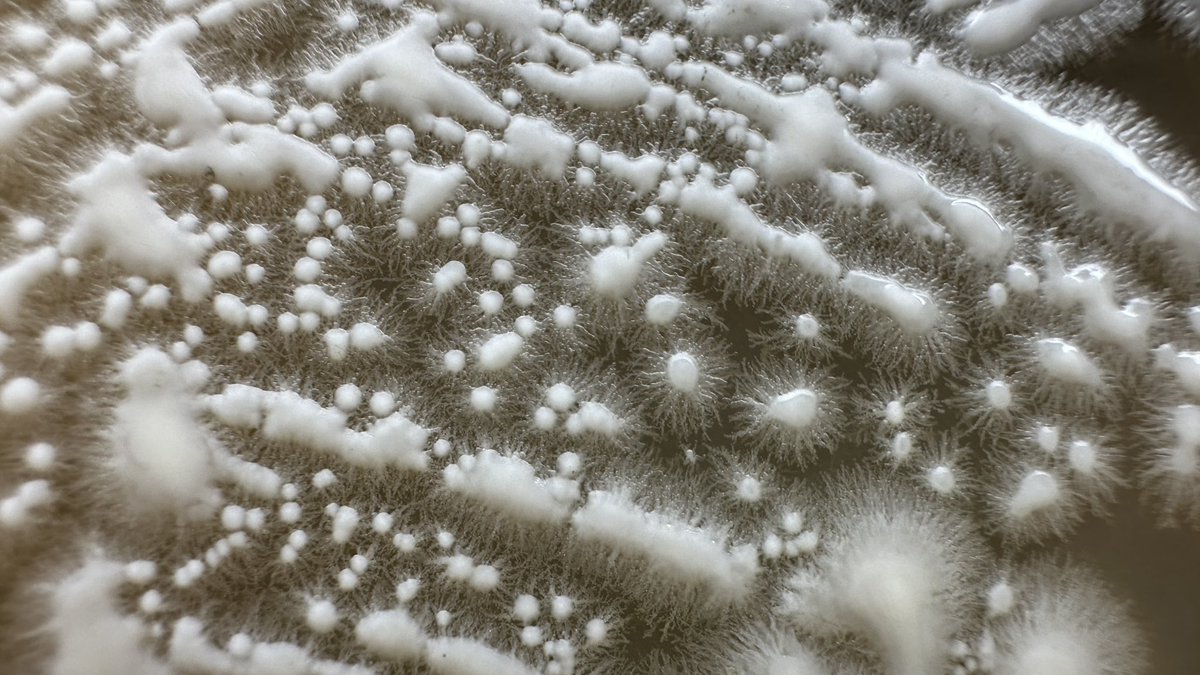 Josh McGinnis tweet media