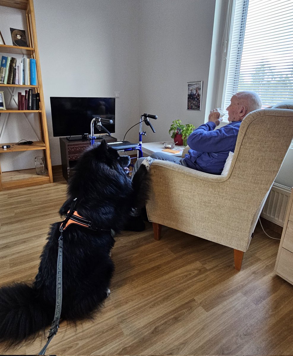petrira's tweet photo. Elmo kävi harjoittelemassa kaverikoiran tehtävää isäni luona hoivakodissa ❤️ #elmo #suomenlapinkoira #finnishlapphund #koira #dog #vanhus #elderly #kaverikoira #friendlydog https://t.co/1ymb2kMmji
