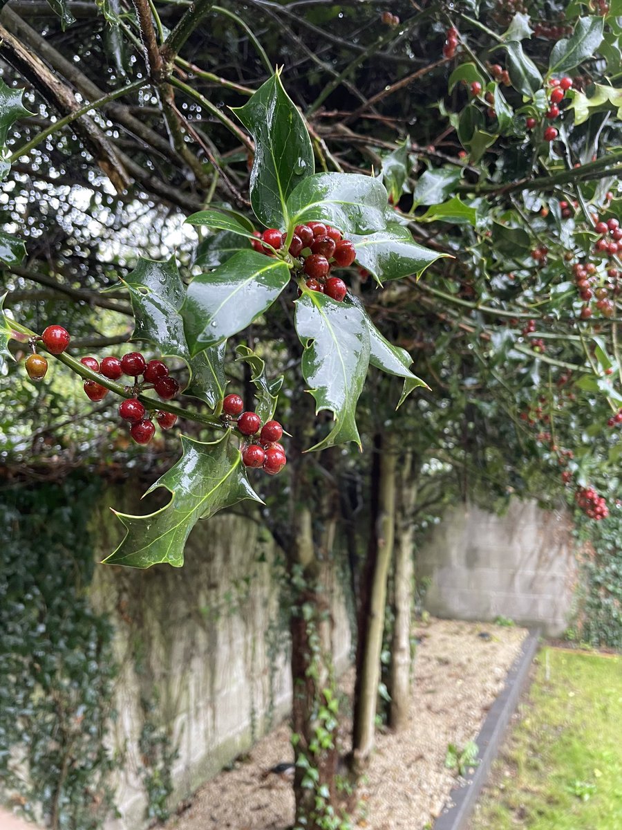 _mark_kane_'s tweet photo. Our Holly tree is now in berry https://t.co/rcy4LPtlWj