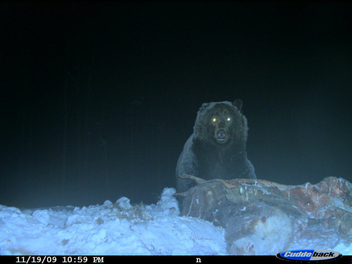 trailcam tweet media