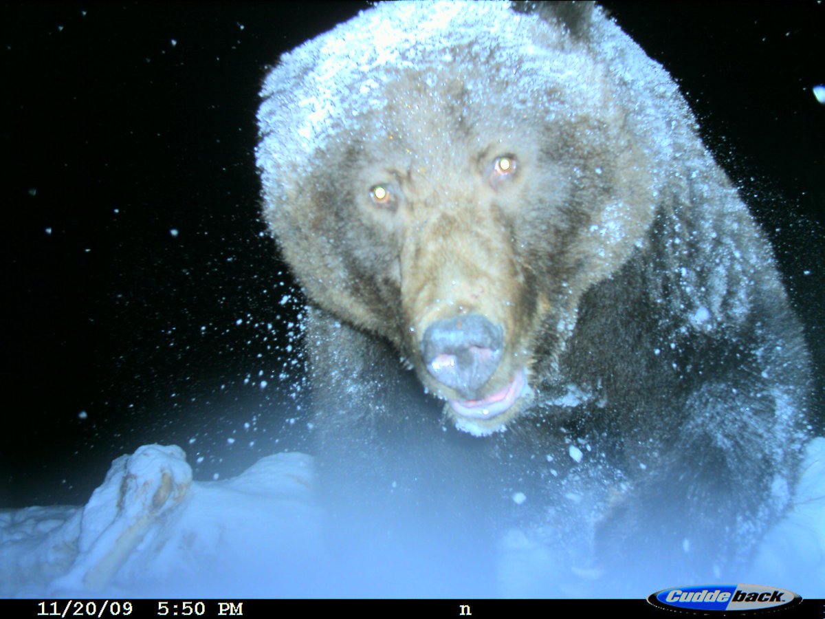 trailcam tweet media