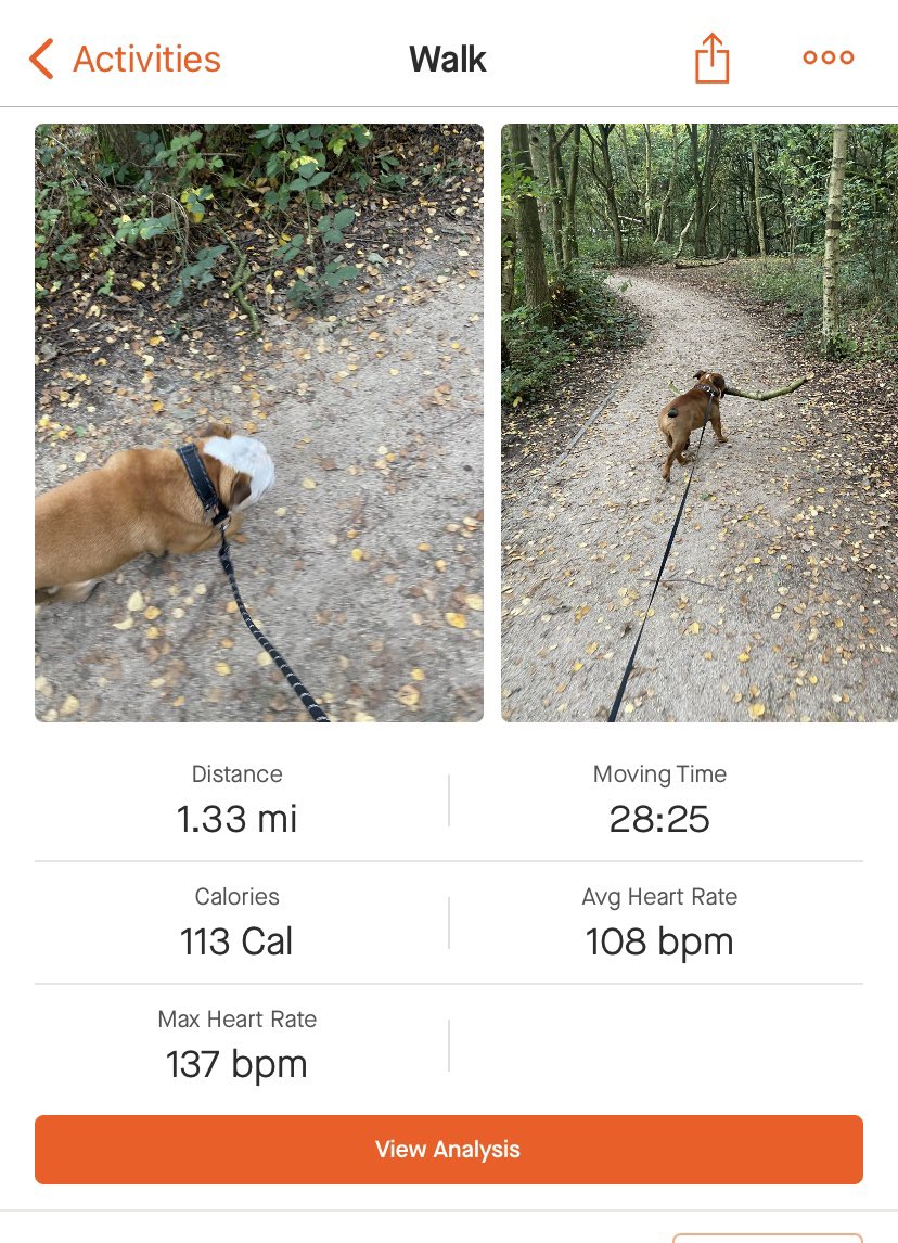 katiecakey123's tweet photo. Dragged myself round the woods for these two this morning, but that was the lot. Resting, sniffling and trying to shift this cold ready for another week of teaching tomorrow. #startoftermgerms #poorlyrunner #restday #runninggirl #norunday #sundaysneezes https://t.co/kGquNNirju