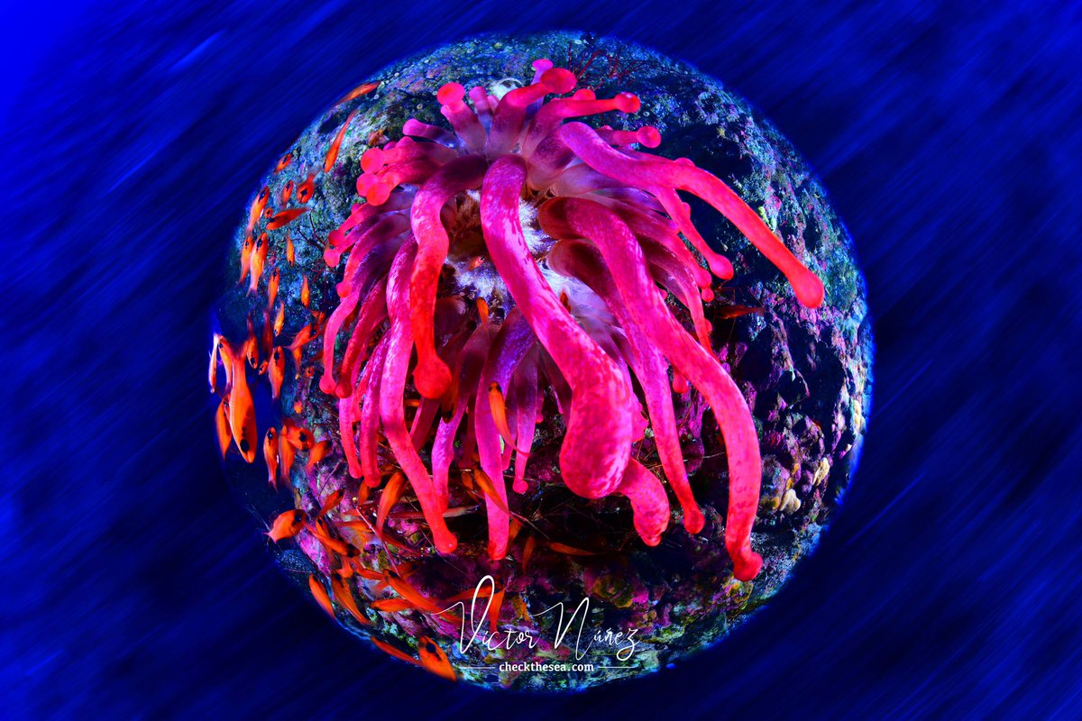 Check the Sea tweet media