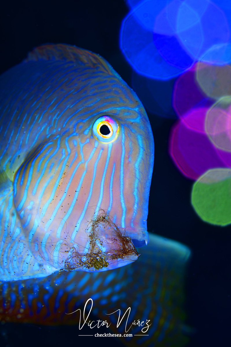 Check the Sea tweet media