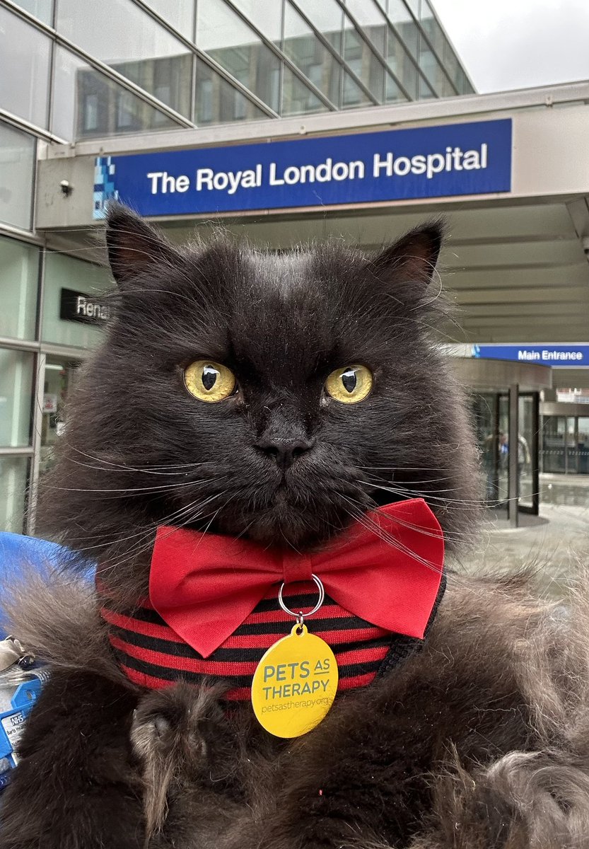 meow_london's tweet photo. πΎCat joyπΎ all around @RoyalLondonHosp πΊ
Iβm a registered πββ¬ with @PetsAsTherapyUK and I team up with @NHSBartsHealth & @BartsVolunteers
#catjoy #pawsitivity #smile #volunteering #cat #catlove #petsastherapy #therapypet #therapycat #sunday https://t.co/aJWVW2mZpY